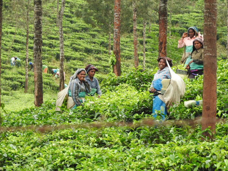 10 PERIYAR Piantagione di te